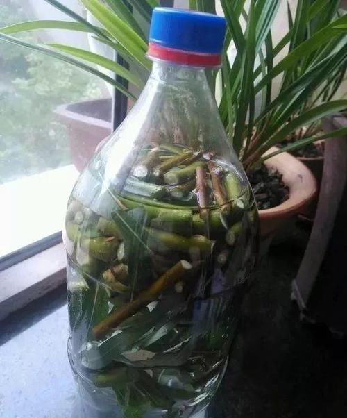 最厉害的养花营养液：给花喝一勺，新叶嗖嗖长，花苞蹭蹭长！