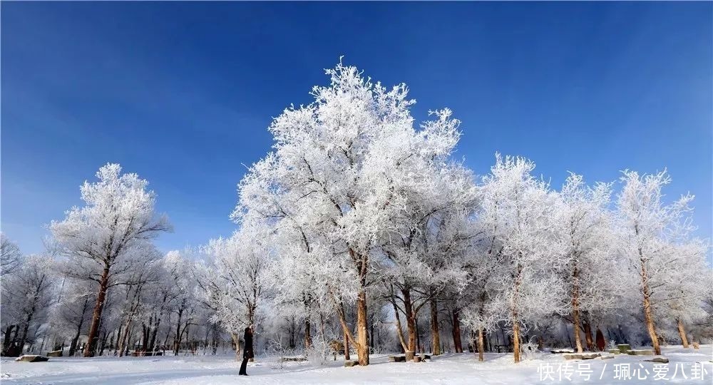 惊艳！冬日里的金塔胡杨林，美到尖叫的冰雪奇缘