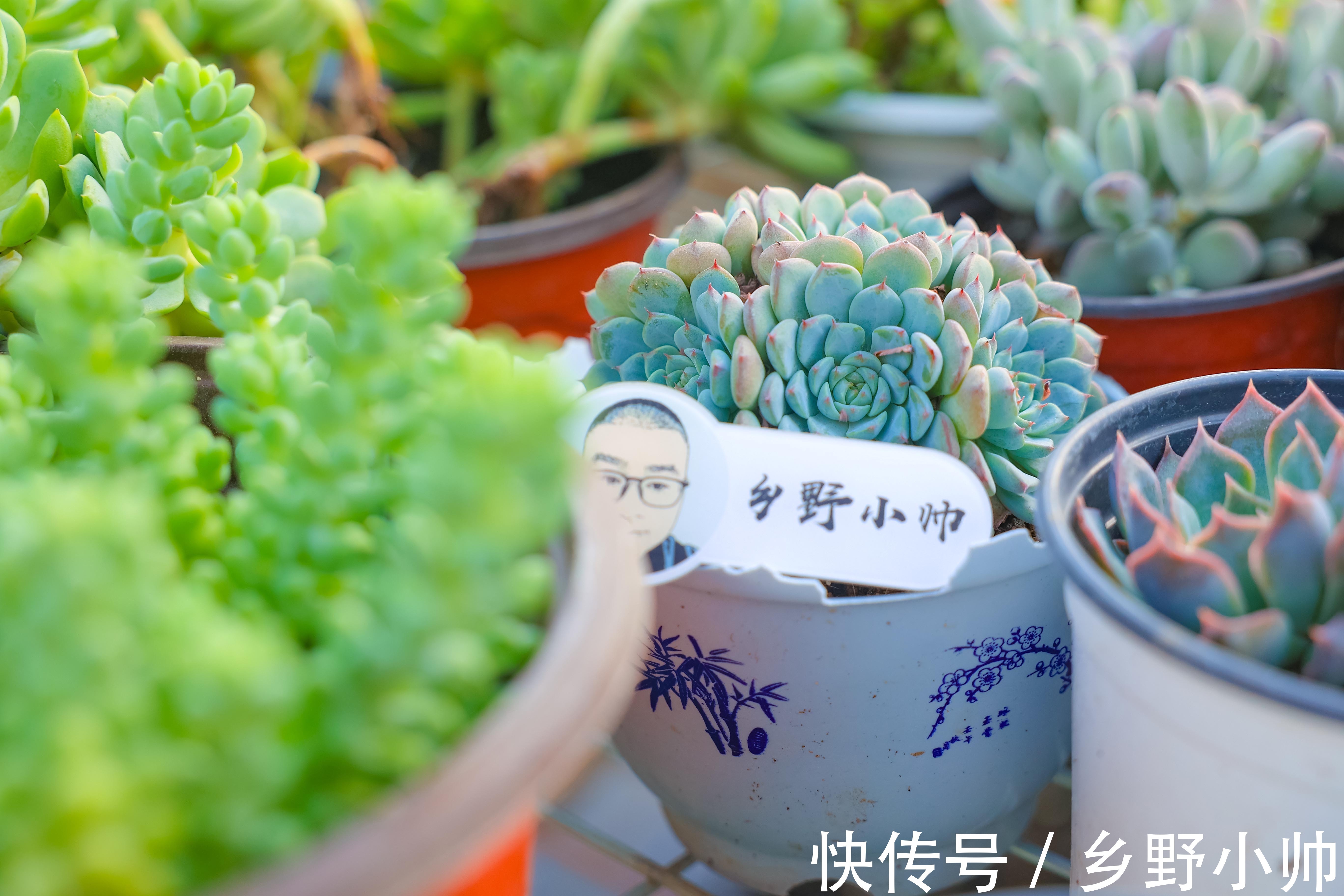 排水性|全颗粒养多肉好不好?不同的颗粒配比有什么优缺点?小帅为你解答