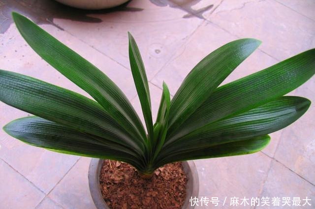 秋天应该买什么花!