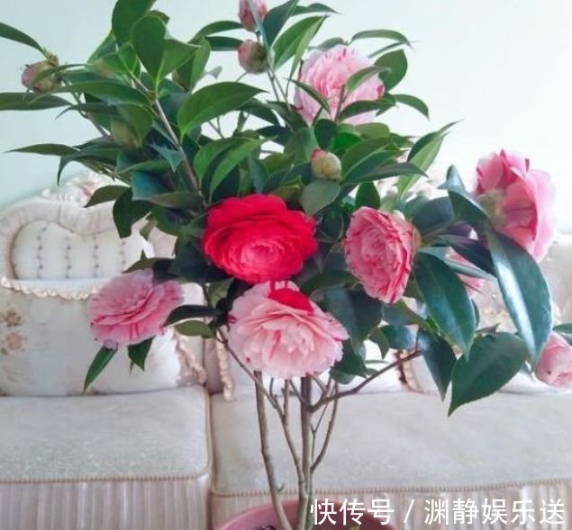 盆栽|正月二十四,庭院养4种“富贵花”,花朵大、颜色艳,一养就上瘾
