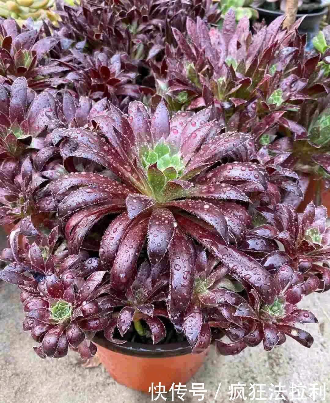 养好多肉法师,记住这2招,长成漂亮茁壮的“手捧花”