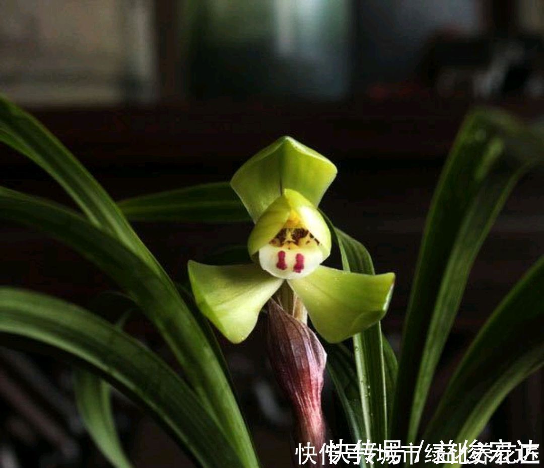 把兰花放到外面做“雪浴”，冻不死，还能杀虫卵，来年使劲长新芽