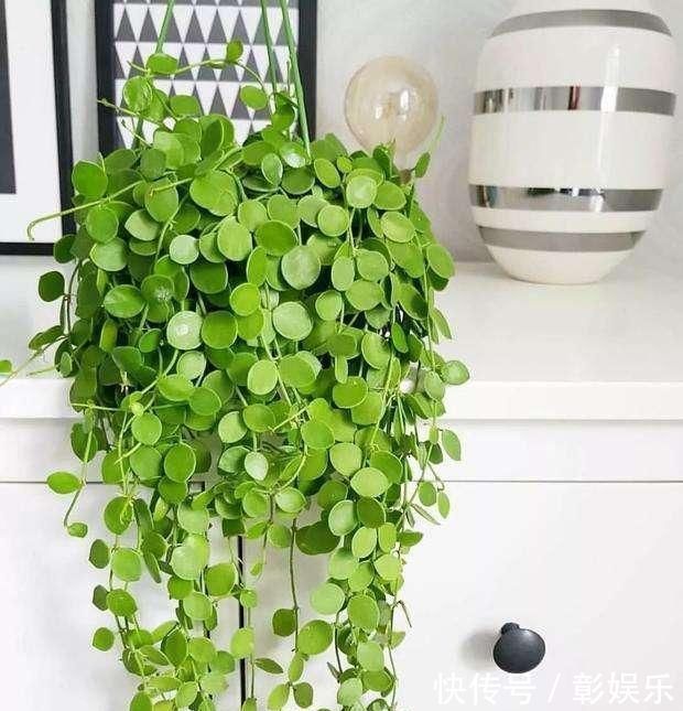 6种花适合吊起来养,挂在窗前,比窗帘还好看