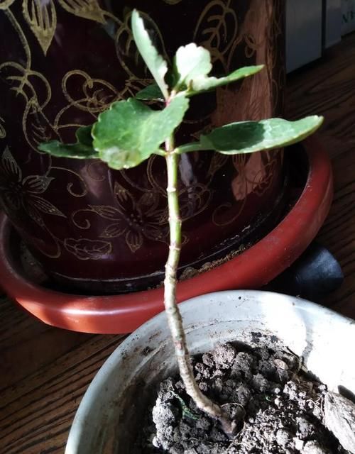 给长寿花晒太阳，天天来回挪动长寿花可以吗？