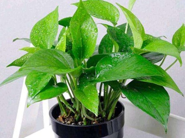 莳萝|“一颗绿萝七个鬼”,家中不能放绿萝都是过来人的经验之谈!