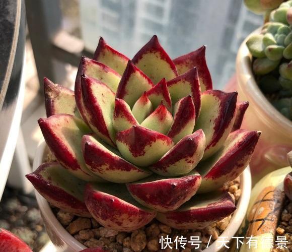 多肉|什么才是好多肉?价格贵就是好多肉吗?并不是,状态好才是真好