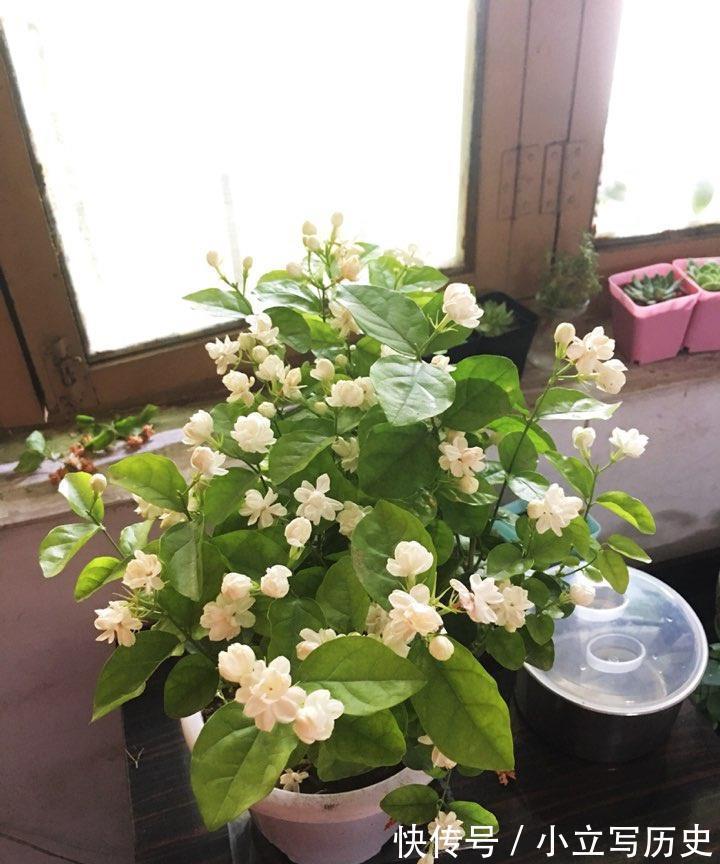 天冷了,15种漂亮花喜欢“大太阳”,多晒长得壮,花更多