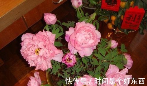 被誉为我国十大名花之首,花色艳丽,香味扑鼻,雍容华贵还好养!