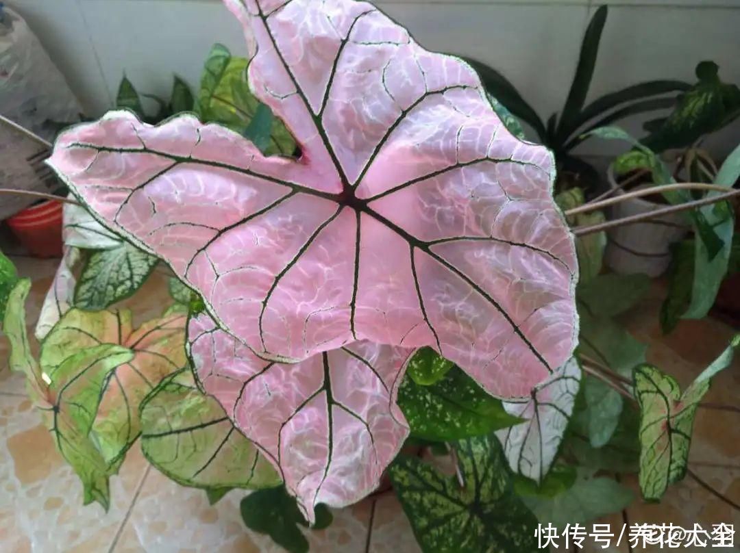 调色板|1种绿植特上档次,叶子五彩斑斓,像打翻了调色板