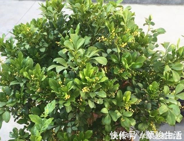 米兰花|不会养米兰花教你3招，让它快快爆盆，开花不断！