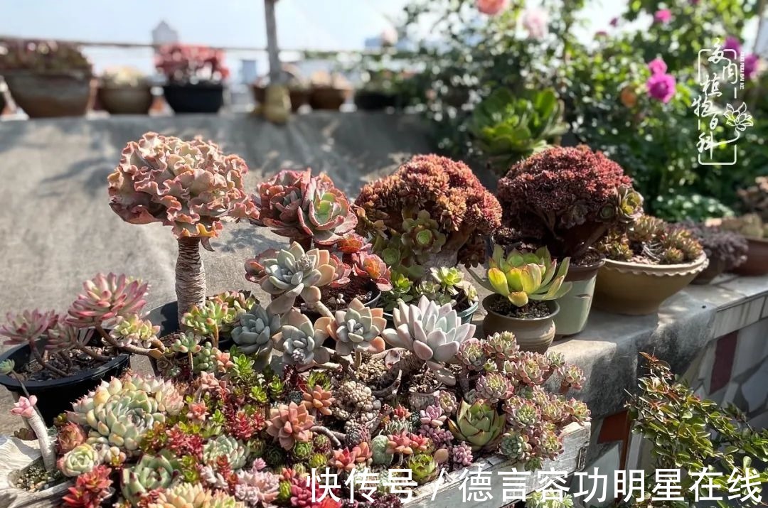 最美四月天,去杨姐的屋顶花园,赴一场花约!