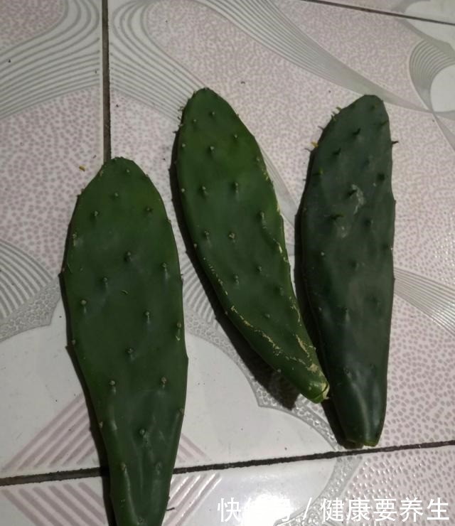 成活率|秋季,用无根仙人掌嫁接令箭荷花,这么做对四点,成活率100%!