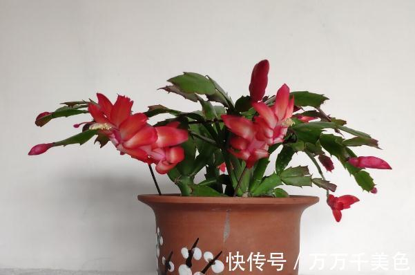 花盆越小开花越好的“皮实”花,塞进小花盆里,好养又好看