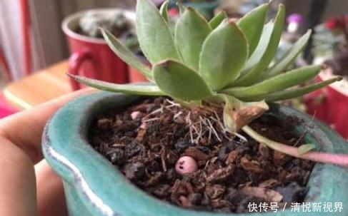 气根|多肉全是“胡须”,这是“求救”信号,多肉爱好者要引起重视!