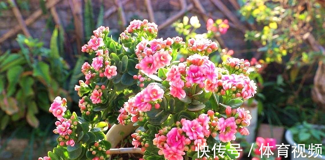 长寿花|养长寿花不能“懒”，做好4要点，一茬接一茬开不停，尤其是第3点