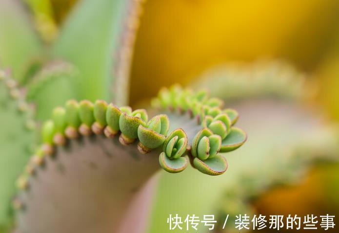 植物|4种养不死的花,省事还好看,太值得拥有了