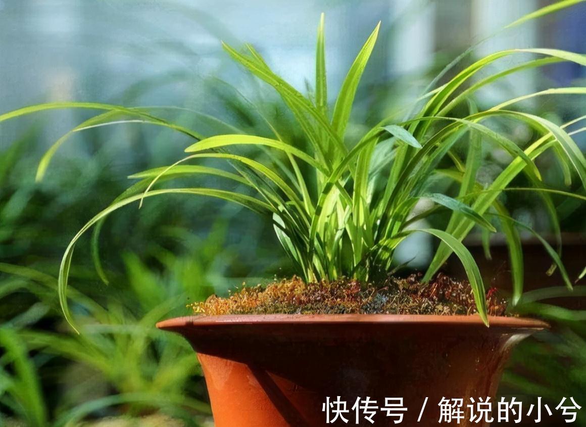 10年老花农养兰秘诀，往花盆加2玩意，根粗叶绿，开花旺