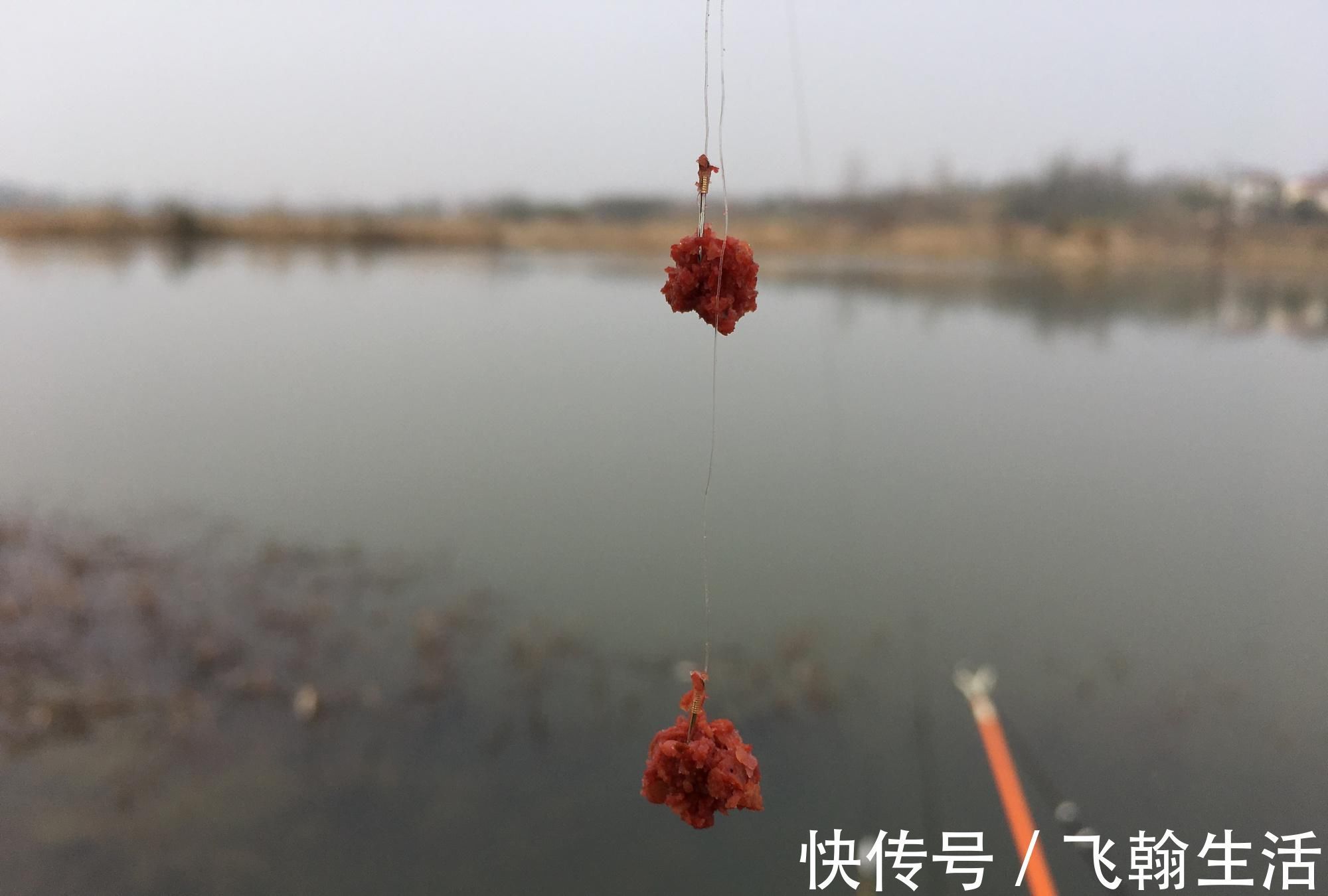 钓法|白条随便一点饵料就想糊弄我上鱼要想持久,就得这么干