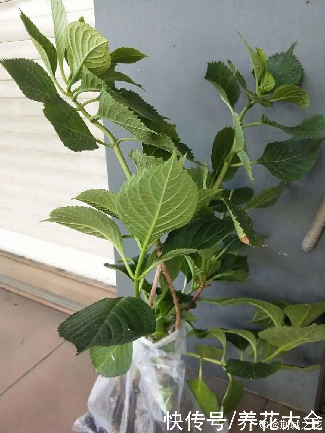 株形|7月必剪花，要抓紧时间，不然剪晚了不开花