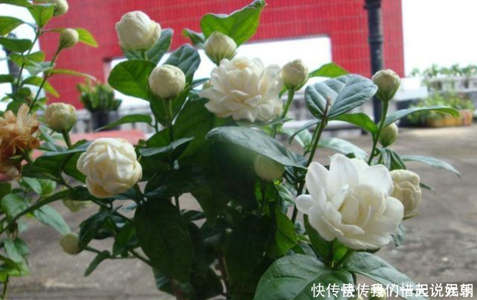 花友们|茉莉中的极品,比栀子香10倍,庭院养一株,香飘满园,不种后悔