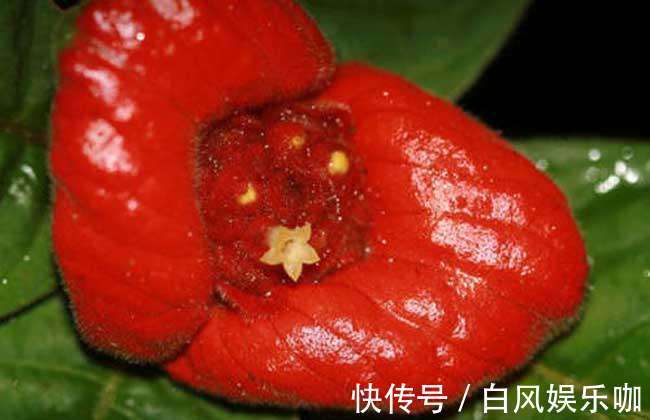 世界上“最性感”的花，外表酷似鲜艳红唇，想不到还有如此妙用！