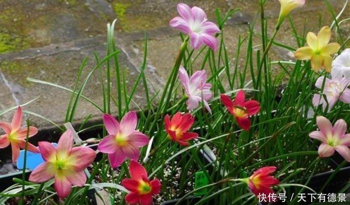 4种花适合新手养,不用费心,就能长的特别好,夏季也能疯长不停