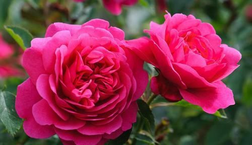  养护|超美艳的3种花，花朵又美又香，四季开花，养护简单，新手也能养