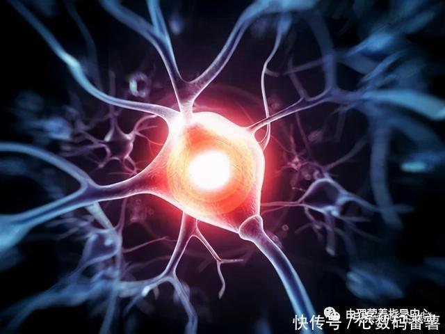 膳食蛋白质与老年人免疫力