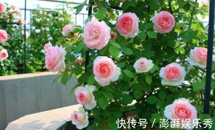 丽格海棠|4种花养了就爆盆,好养易活开花漂亮,日子越过越红火