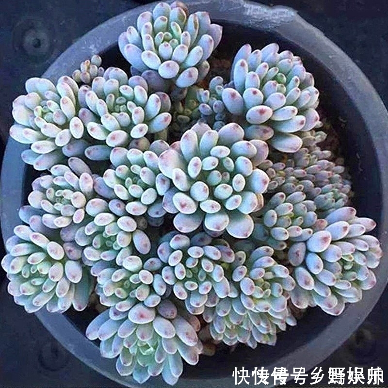 这些蓝色系多肉,简直像天使身边的小精灵,太美了