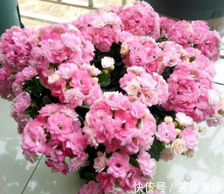 养花就养4种花，好养易活花量大，浇水就疯长，开花爆盆很容易