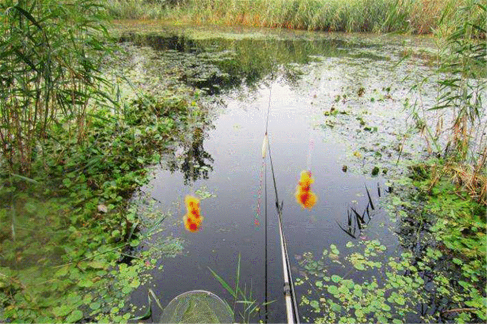 铅坠|夏季到小鱼闹,初夏野钓大鲫鱼,试试这些钓法,很适合小中取大!