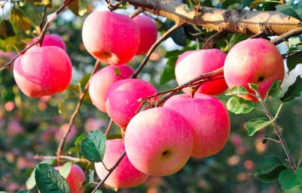 我是大医生|左眼跳财，右眼跳灾？饭后百步走，活到九十九？靠不靠谱？！