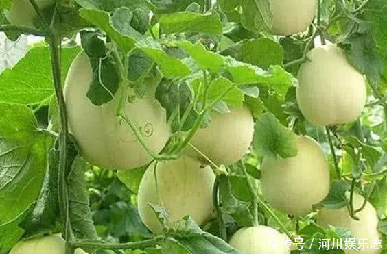 食物|三伏天来了,常吃以下食物,皮肤红润嫩白,去皱消斑,早吃早好