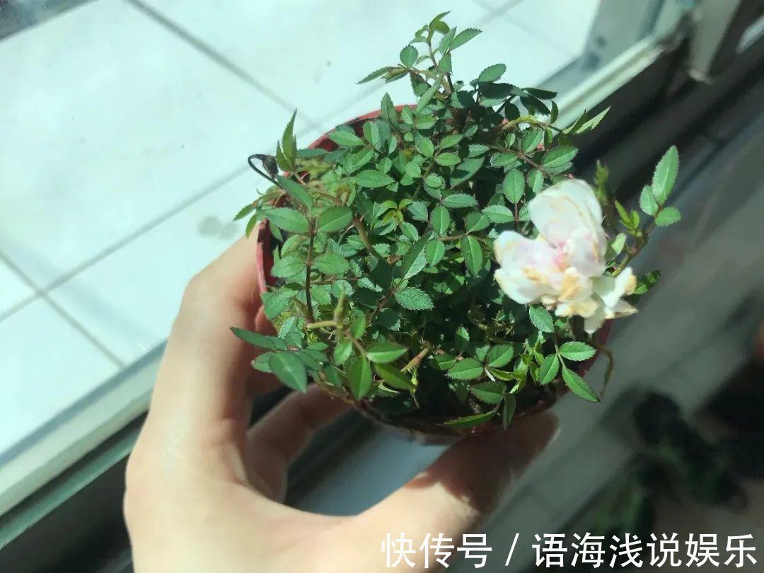 君子兰越小越值钱,养了4年,只有硬币大!