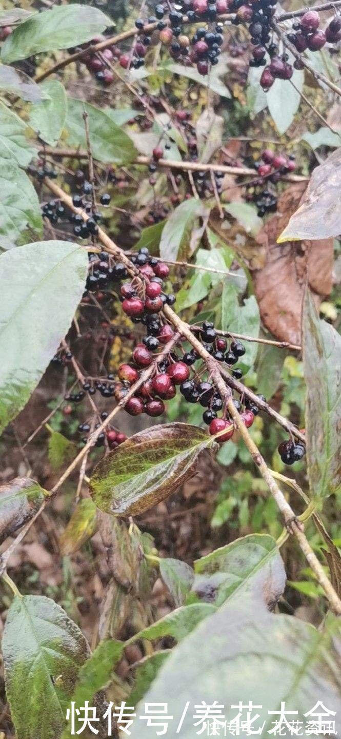6种植物，是天然的染色剂，古代只有皇家才能用