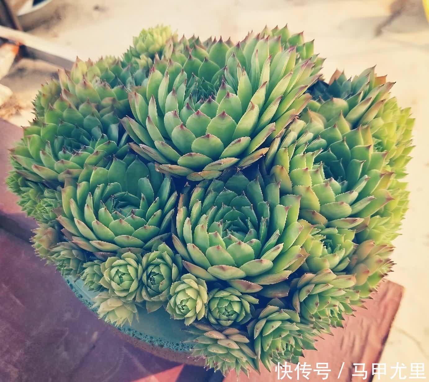 春天到了,观音莲这样养,小崽儿更多,长得更快更美