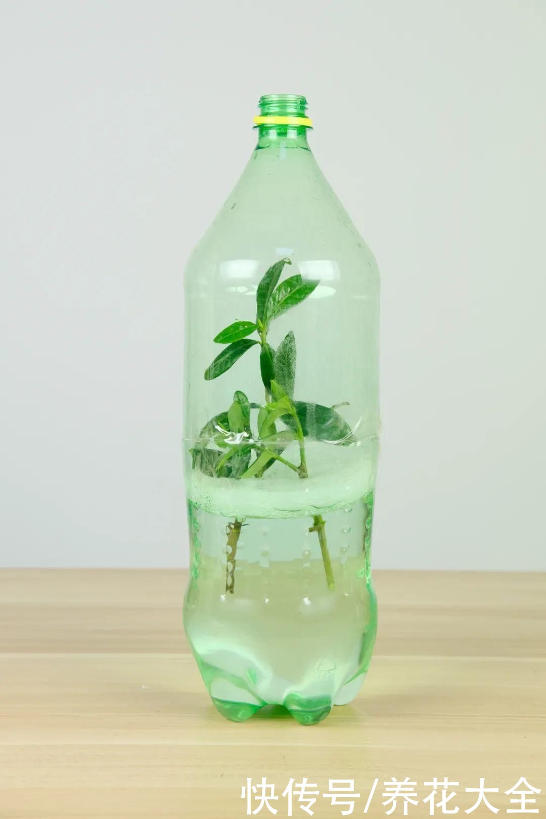 11种常见花，现在扦插，成活率特高