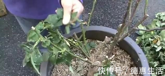 风信子|这16种花冬天越浇越死，3个月不管，反而长高个