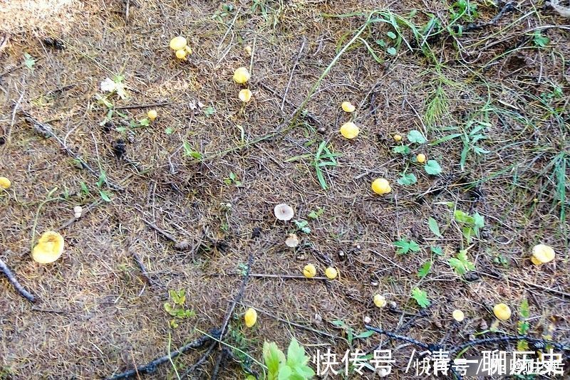 五花肉|生在松林里,曾误认含毒不能吃,如今58元1斤,可惜农村也少见了