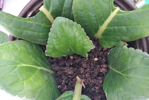 原来这5种花,都能用“1片叶子”长出一大盆,还买啥?