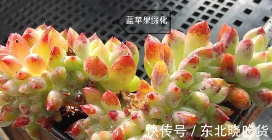 养殖|多肉植物什么环境适合养，什么人适合养，来看看您属于那一类