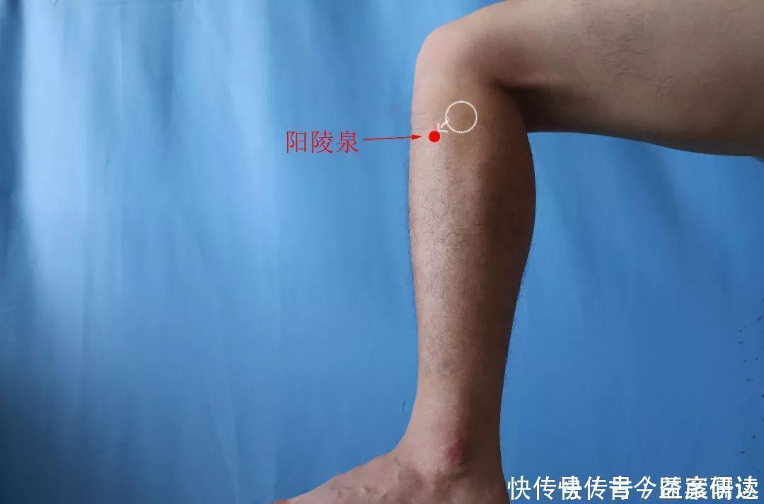 阳陵泉穴位精准位置图