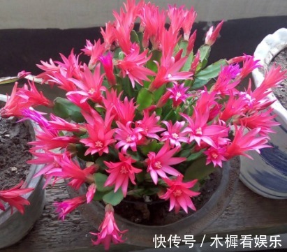 蟹爪兰、长寿花开花之后,简单1招,不出一月又挂满花苞,第二春