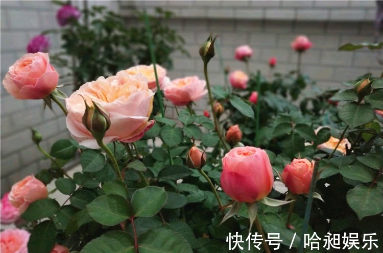 养月季,协调好3地方,月季越长越旺盛,一年四季花开不断!