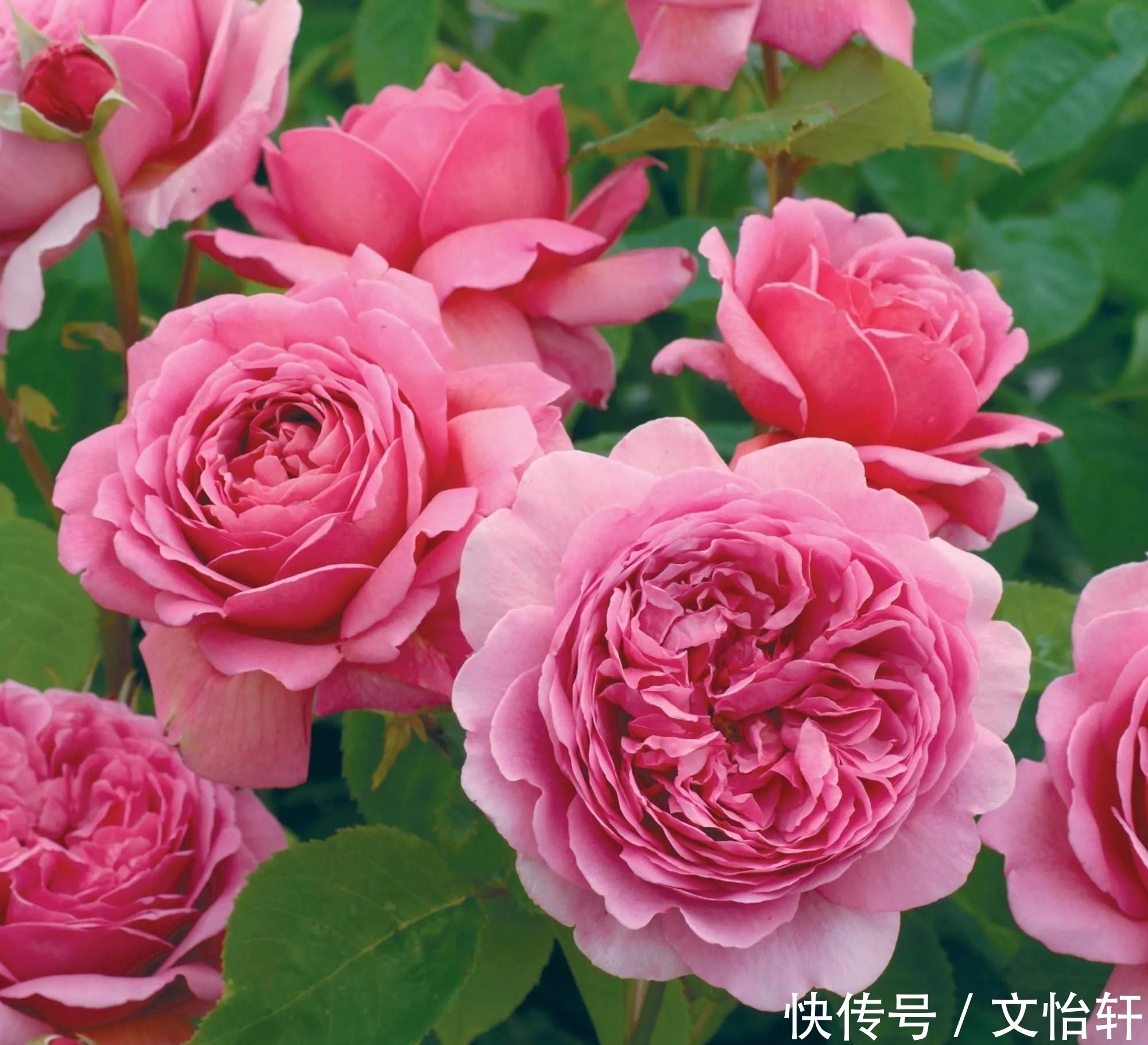 品种|100个月季品种,千姿百态,每个都很漂亮,图名并茂,值得收藏