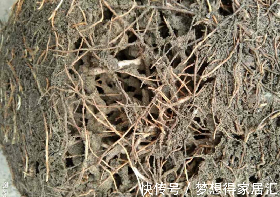 松针土|9种土别拿来养花,对花不好,容易黄叶烂根