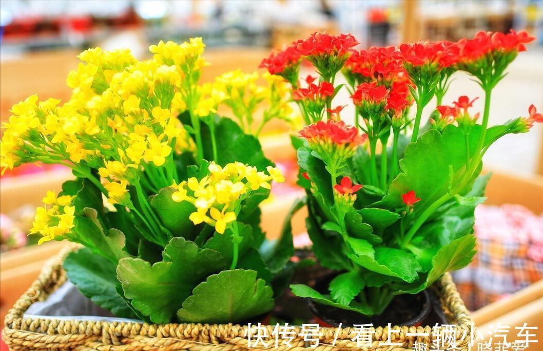 养花要舍得剪！入冬前，5种花剪一剪，有利于过冬和开花