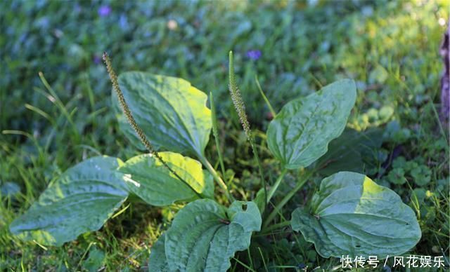 糖尿病的“对手”公布,坚持泡水喝,平稳血糖,小糖人或知难而退